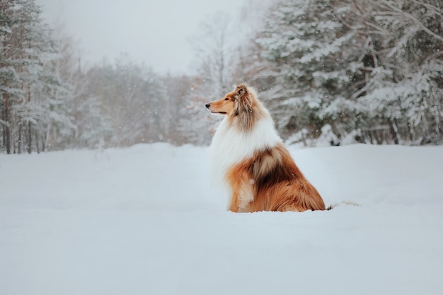 Il cane Rough Collie in inverno