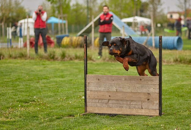 Il cane salta durante una gara di cani.