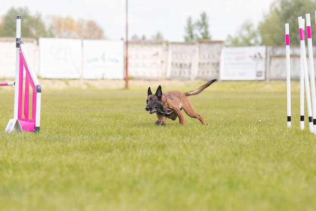 Il cane salta sopra un ostacolo di un corso di agilità Agility competition dog sport