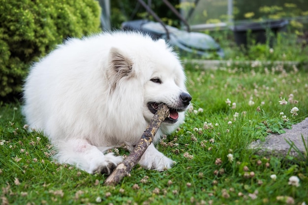 Il cane samoiedo bianco rosicchia un bastone di legno nell'erba