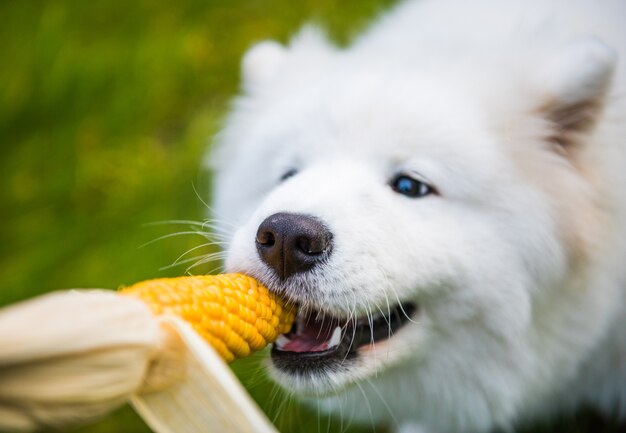 Il cane Samoiedo divertente bianco sta mangiando gode del suo mais