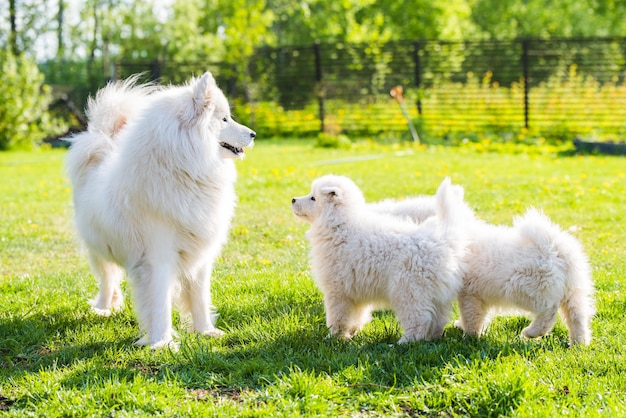 Il cane samoiedo femmina con i cuccioli cammina sull'erba