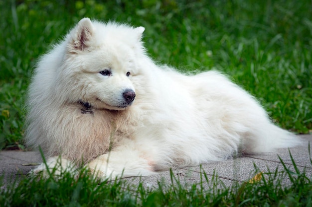 Il cane Samoiedo si trova sul marciapiede nel parco