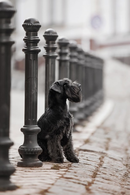 Il cane Schnauzer miniatura nella città vecchia