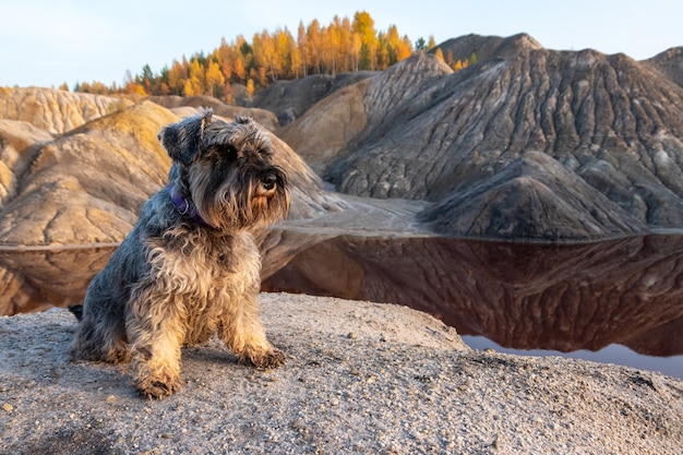 Il cane Schnauzer si siede sulla riva sabbiosa del lago