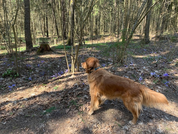 Il cane segue e osserva gli uccelli e la fauna selvatica della foresta