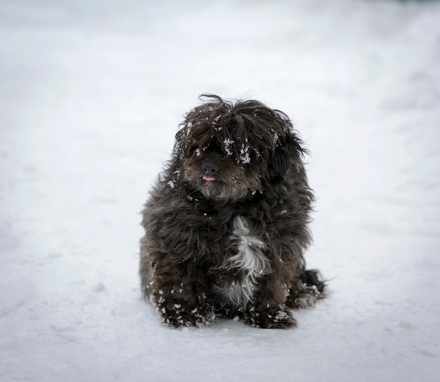Il cane shaggy nero si siede sulla neve