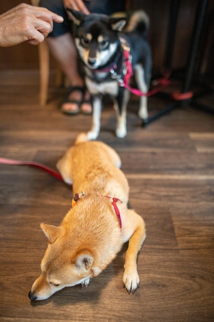 Il cane shiba inu a casa Immagine ravvicinata di un cane shiba inu che entra in casa