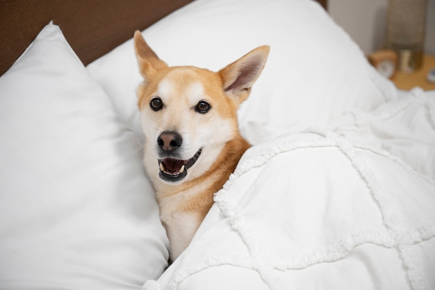 Il cane Shiba inu si rilassa a letto
