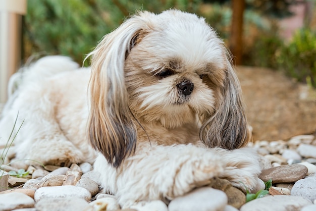 Il cane Shih Tzu giace su pietre bianche e guarda tristemente le sue zampe. Foto di alta qualità