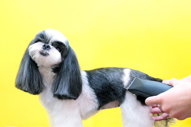 Il cane si fa tagliare i capelli al Pet Spa Grooming Salon. Primo piano del cane. tagliare il cane con un trimmer. concetto di toelettatore.