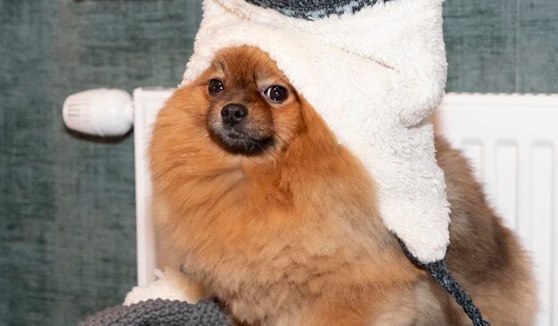 Il cane si siede coperto da una coperta calda in un cappello caldo sullo sfondo del radiatore spento h