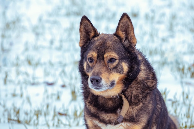 Il cane si siede su un campo nevoso in inverno