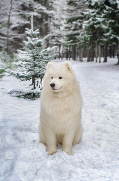 Il cane si siede sulla neve bianca nella foresta.