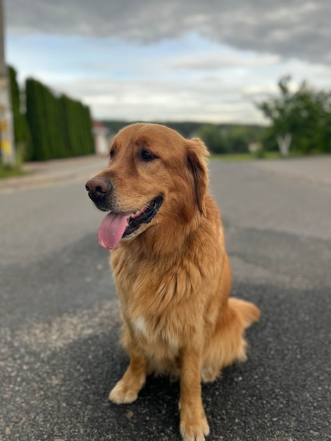 il cane si siede sulla strada della periferia del paese