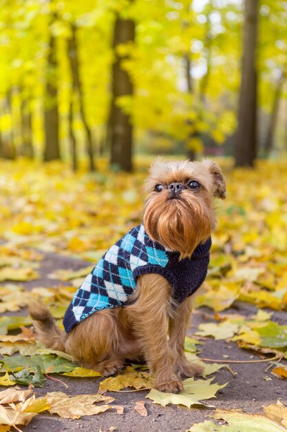 Il cane si siede tra le foglie d'autunno