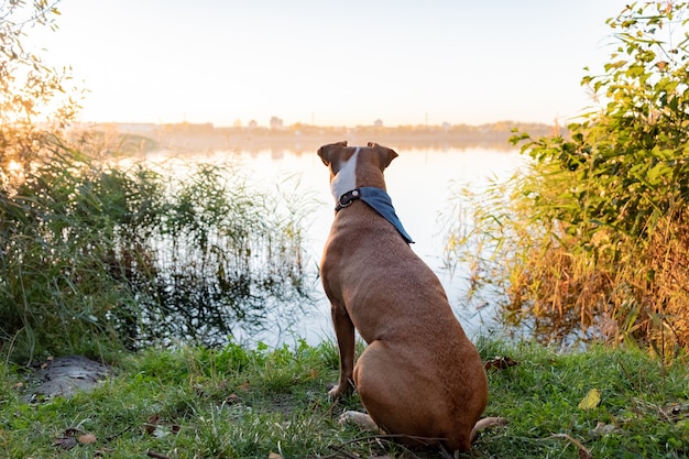 Il cane si siede vicino al lago. Bel tramonto sulla riva del fiume con un cane che guarda a distanza