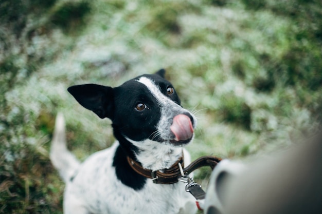 il cane si sta allenando per una passeggiata in inverno