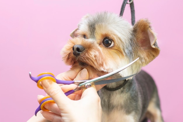 Il cane si taglia i peli al salone di toelettatura Pet Spa.