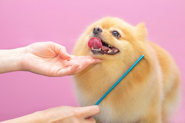 Il cane si taglia i peli al salone di toelettatura Pet Spa.