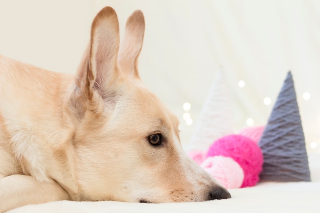 Il cane si trova e guarda il primo piano