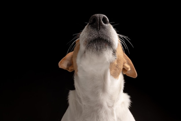 Il cane soddisfatto leca il Jack Russell terrier guarda l'animale affamato e assetato di cibo delizioso sullo sfondo nero