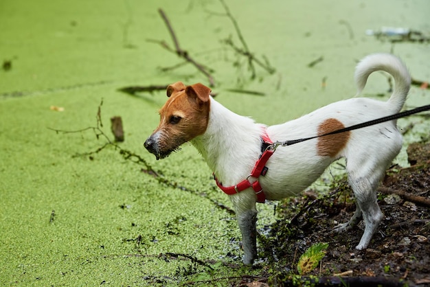 Il cane sporco si diverte nell'animale domestico bagnato della palude nella pozzanghera