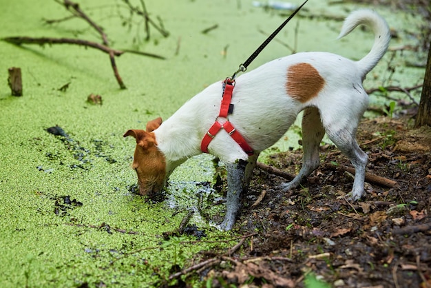 Il cane sporco si diverte nell'animale domestico bagnato della palude nella pozzanghera