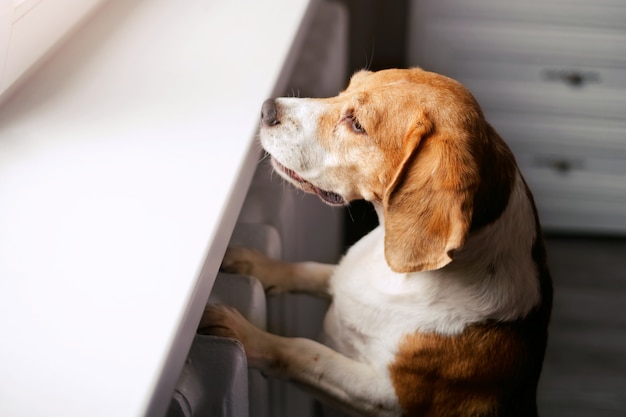 Il cane sta aspettando il suo padrone a casa guardando fuori dalla finestra