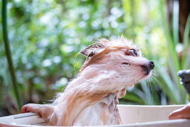 Il cane sta avendo una doccia.