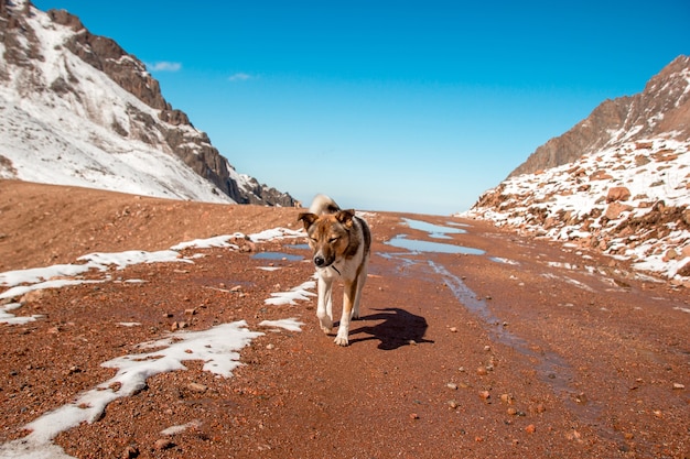 Il cane sta camminando lungo un pendio di montagna. La strada sullo sfondo del cielo azzurro.