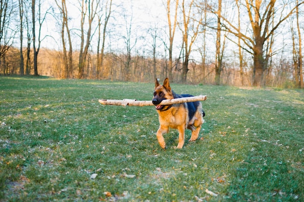 Il cane sta camminando nella foresta e ha trovato un bastone. Questo è l'ultimo gioco all'aperto