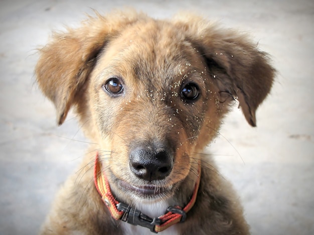 Il cane stava fissando il suo padrone.