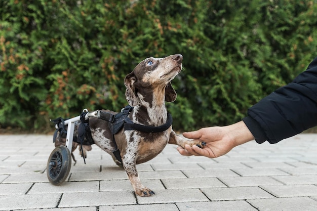 Il cane su una sedia a rotelle dà una zampa al suo proprietario