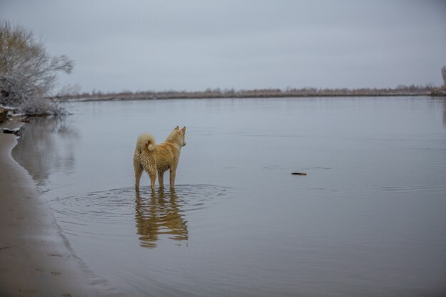 Il cane sul fiume