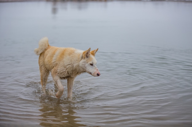 Il cane sul fiume