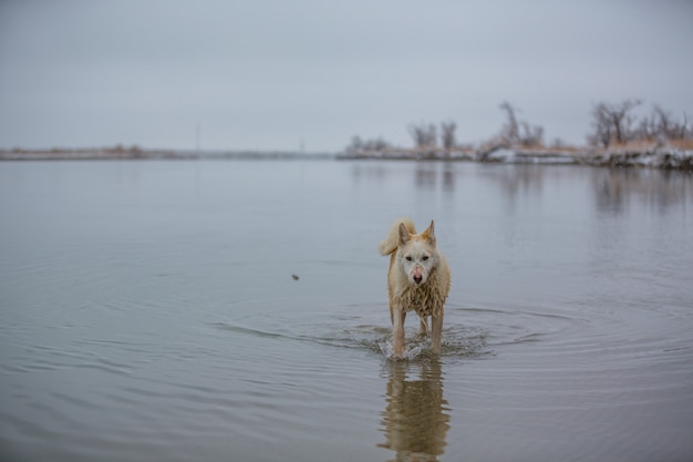 Il cane sul fiume