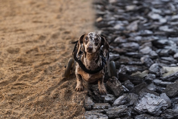 Il cane sulla sedia a rotelle si trova tra la sabbia e la corteccia e guarda nella telecamera