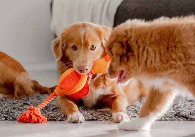 Il cane Toller gioca con il cucciolo usando un'anatra giocattolo luminosa in bocca nella stanza un'anatura della Nuova Scozia