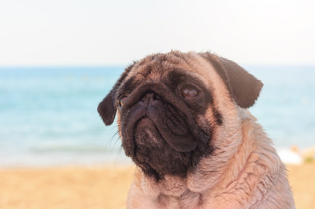 Il cane triste del carlino si siede sulla spiaggia e esamina il mare.