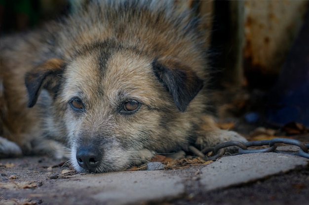 Il cane triste è legato a una catena