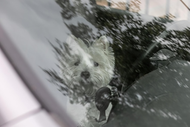 Il cane West Highland White Terrier è seduto in macchina in attesa di un viaggio