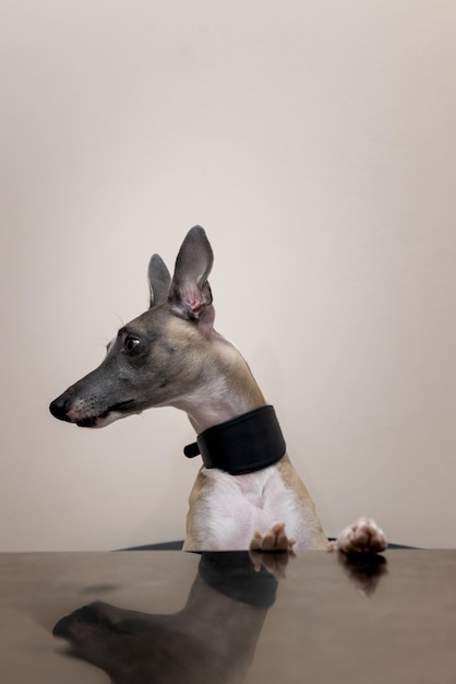 Il cane Whippet con un bel collare largo si siede su una sedia con le zampe anteriori sul tavolo