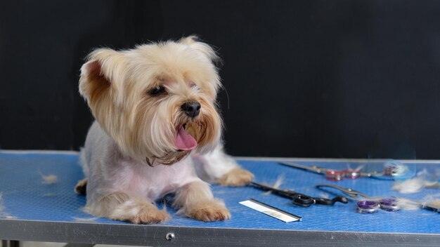 Il cane Yorkshire Terrier giace sul tavolo da toelettatura accanto al pettine a forbice e alla lana