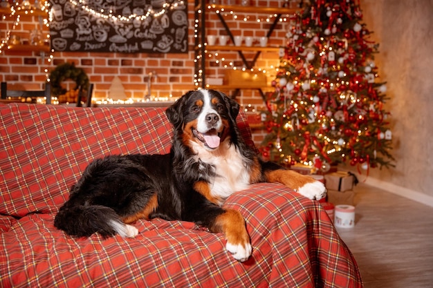 Il cane Zenenhund è sdraiato a casa sul divano vicino all'albero di Natale il concetto di Natale