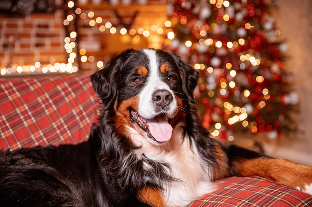 Il cane Zenenhund è sdraiato a casa sul divano vicino all'albero di Natale il concetto di Natale
