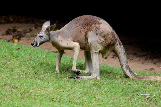 Il canguro sta e mangia l'erba in giardino