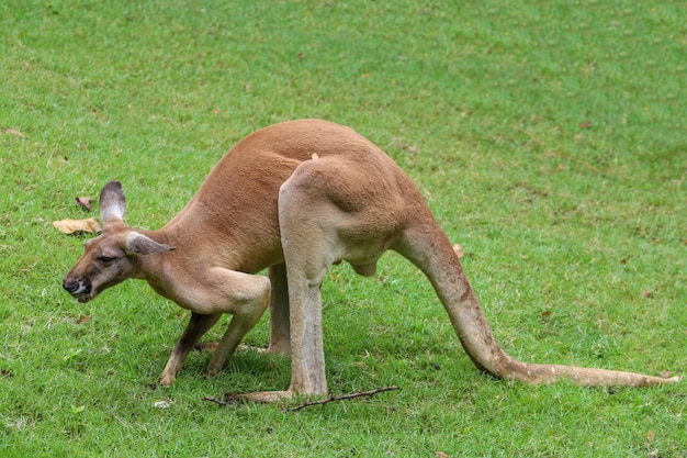 Il canguro sta e mangia l'erba in giardino