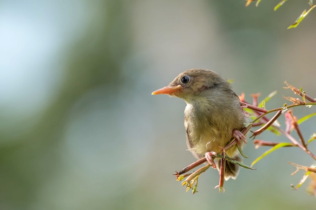 Il canto dell'uccello appollaiato su un ramo di un albero