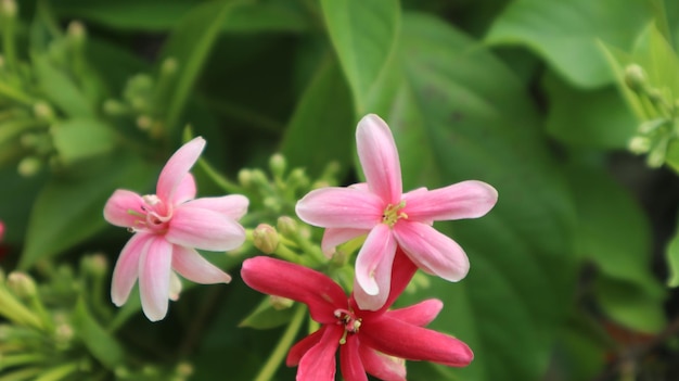 Il caprifoglio cinese o rampicante di rangoon è un vitigno che si trova comunemente in Asia.